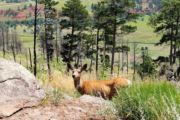 Devils Tower National Monument Deer in Wyoming