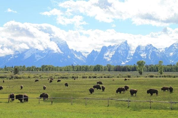 Buffalo at Yellowstone National Park in Wyoming